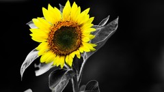 Flowers Sunflowers yellow flowers selective coloring