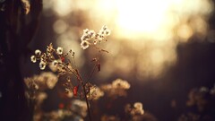 Flowers sunlight bokeh nature macro outdoors Plants