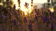 Flowers sunlight lavender purple