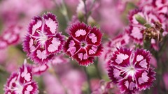 Flowers Sweet William