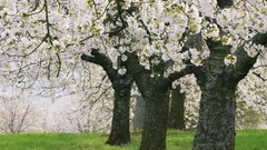 Flowers tablet forests