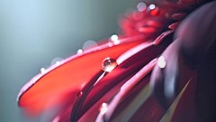 Flowers tears colors