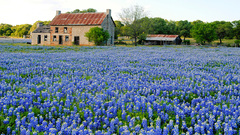 Flowers Texas blue flowers