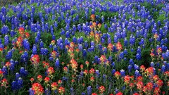 Flowers Texas Bluebonnet