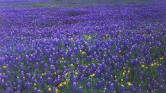 Flowers Texas fields blue flowers Bluebonnet
