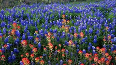 Flowers Texas Parks Bluebonnet