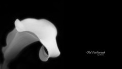 Flowers text black background