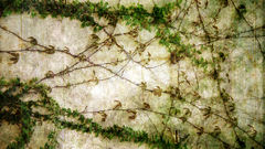 Flowers texture vines tendrils need smaller sheisprettystock