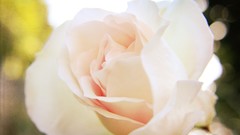 Flowers Textures bright pink Green roses peach sunny bokeh 