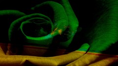 Flowers Textures yellow Green rosa Verde amarillo petalos