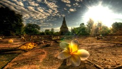Flowers Thailand ground mai plumeria low-angle shot sun flare 