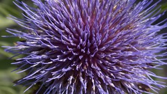 Flowers Thistles