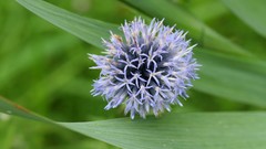 Flowers Thistles