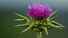 Flowers Thistles