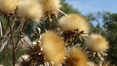Flowers Thistles