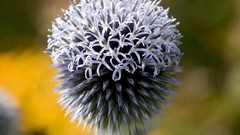 Flowers Thistles