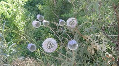 Flowers Thistles