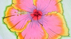 Flowers Tigers mermaids draws Sketchbook Komodo dragons Zoar