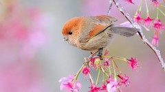 Flowers Trees Birds Warblers