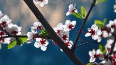 Flowers Trees blossoms