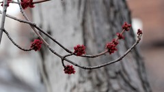 Flowers Trees blossoms minimalistic