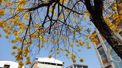 Flowers Trees buildings skies yellow flowers