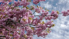 Flowers Trees clouds cherry blossoms blue skies