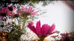 Flowers Trees colors pink flowers