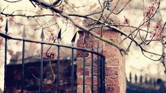 Flowers Trees fences