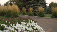 Flowers Trees grass roads