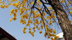 Flowers Trees houses skies yellow flowers