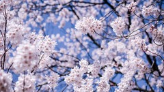 Flowers Trees Japan Matsumoto white flowers cherry blossoms 