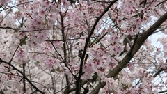 Flowers Trees Japan pink flowers cherry blossoms