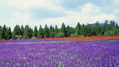 Flowers Trees Japan purple flowers lavender
