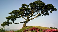 Flowers Trees Japan spring
