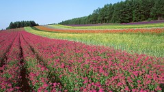 Flowers Trees Japan spring fields