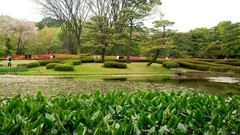 Flowers Trees Japan spring Japanese gardens flowered trees