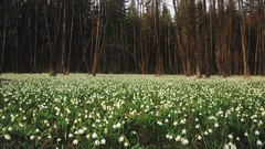 Flowers Trees Lilies Bells valleys