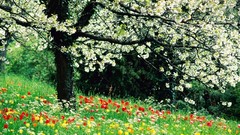 Flowers Trees meadows Plants spring tulips