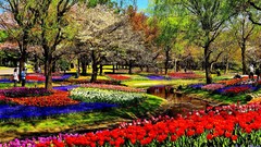 Flowers Trees Park multicolor scenic