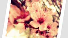 Flowers Trees pink flowers blossoms