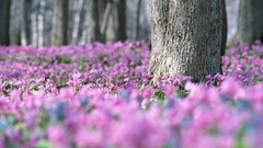 Flowers Trees pink flowers ground depth of field