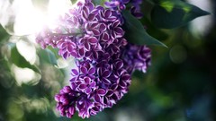Flowers Trees Plants lilac purple flowers bokeh