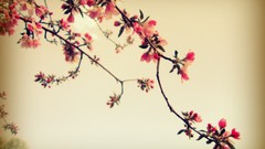 Flowers Trees Plants pink flowers Photo manipulation Pop