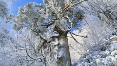 Flowers Trees snow Japan snow landscapes