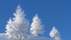 Flowers Trees snow winter