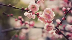 Flowers Trees spring pink flowers cherry blossoms depth of field