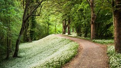 Flowers Trees spring roads paths avenue forests
