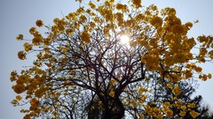 Flowers Trees sunlight skies yellow flowers
