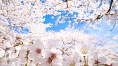 Flowers Trees white flowers blossoms cherry blossoms blue skies